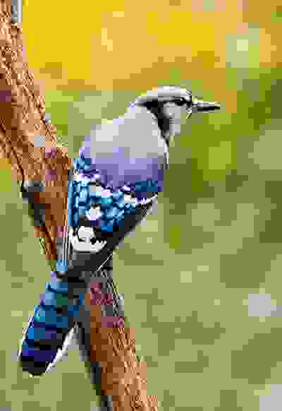 Blue Jay Neal Lewis, National Park Service