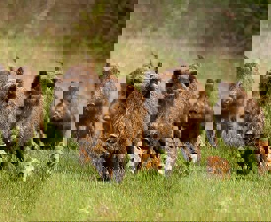 5D4e2e4485556240a25d6862