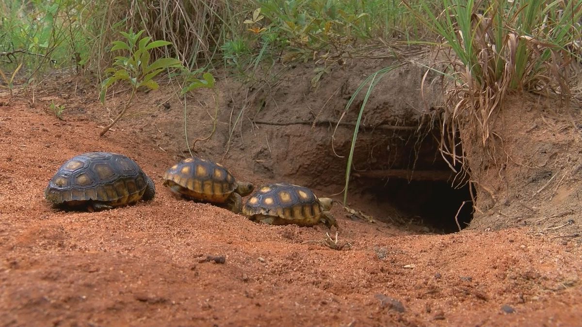 First Steps: Gopher Tortoise Hatchlings Indicate Relocation Success ...