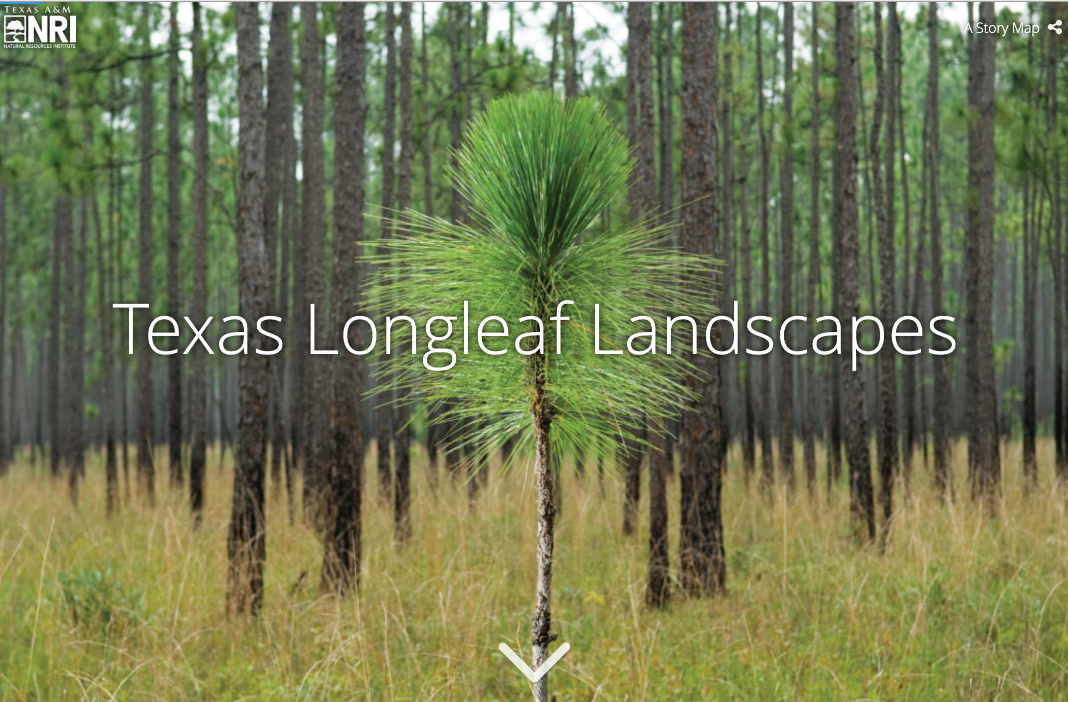 A Story Map: Texas Longleaf Landscapes