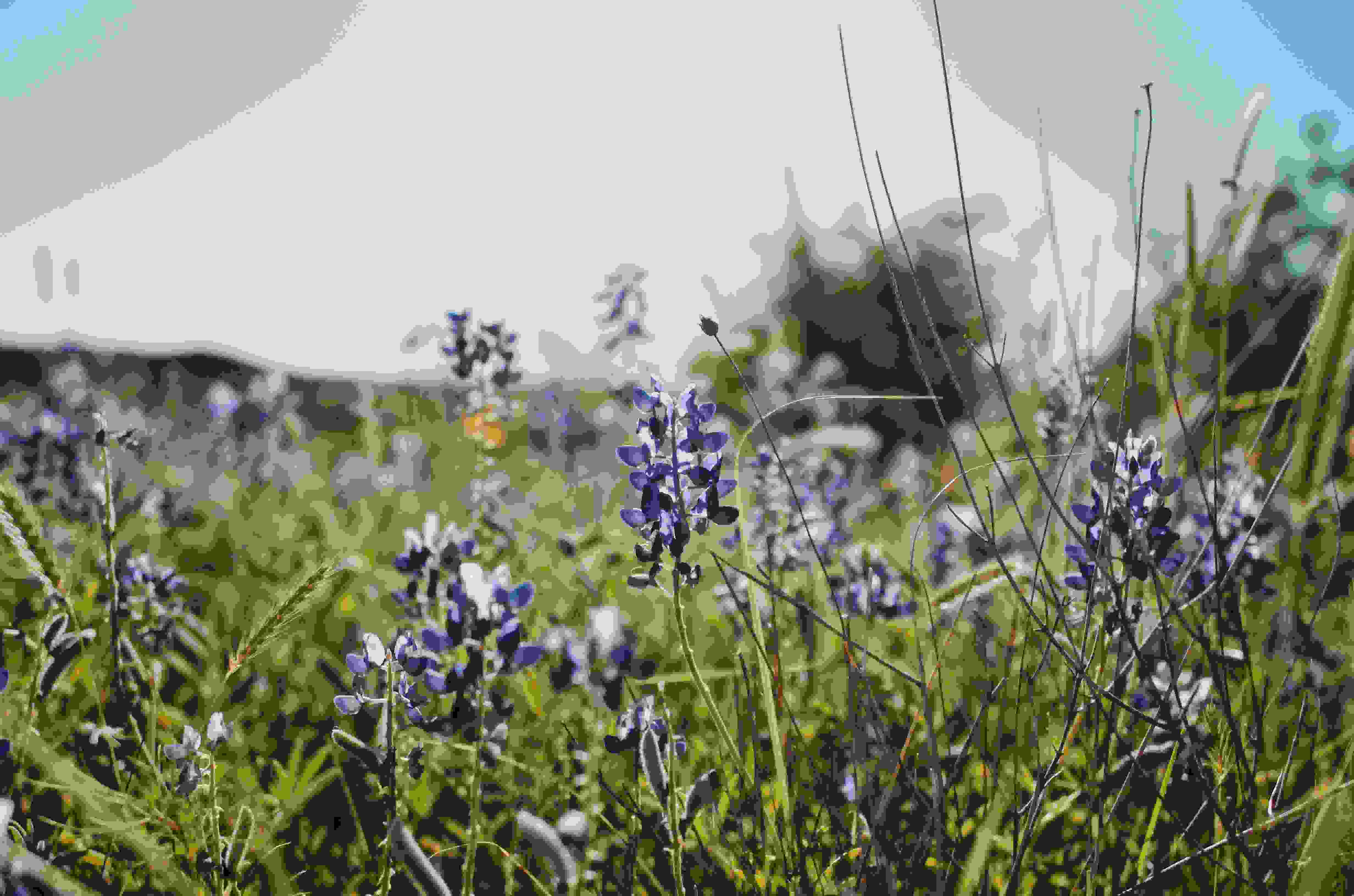 Seeing my two boys experience the vastness of these bluebonnets each spring is truly a highlight of my life. 
