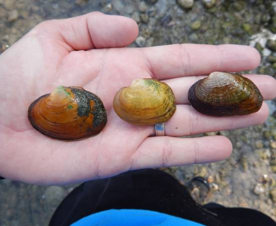 Mussel
