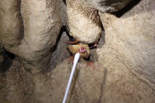 A bat being swabbed by a researcher