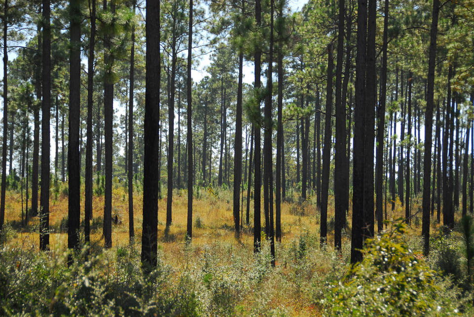 Longleaf forest in 2010