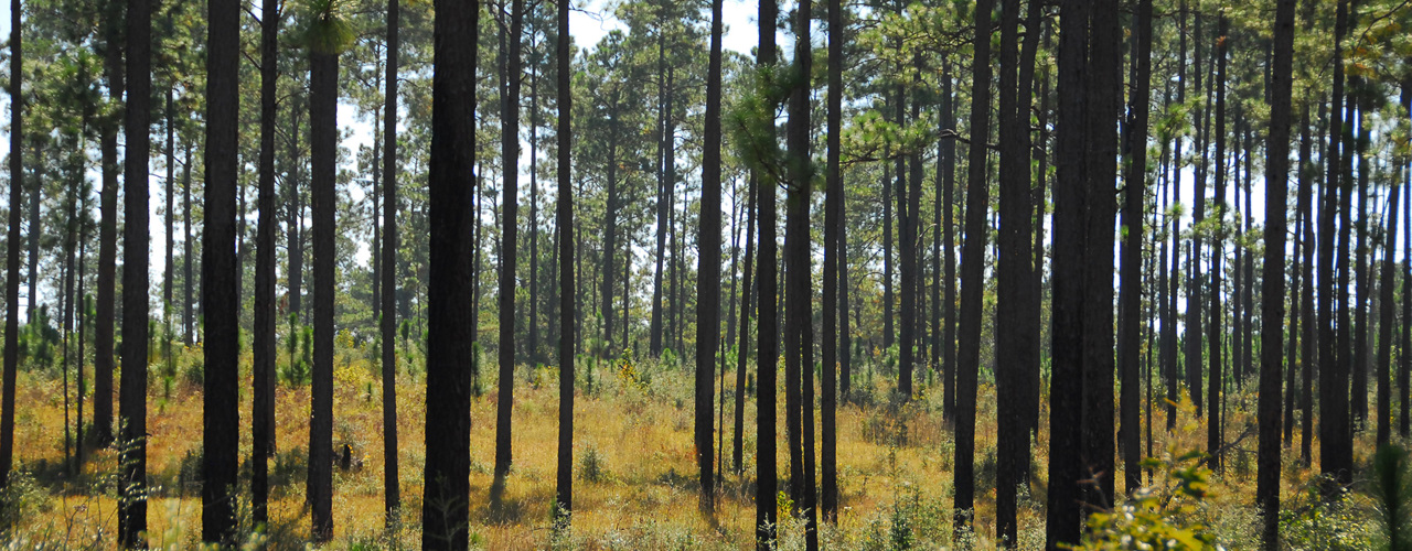 Longleaf forest in 2010