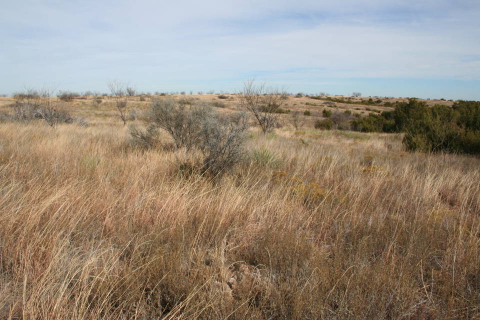 Plant of the Week: Grasses