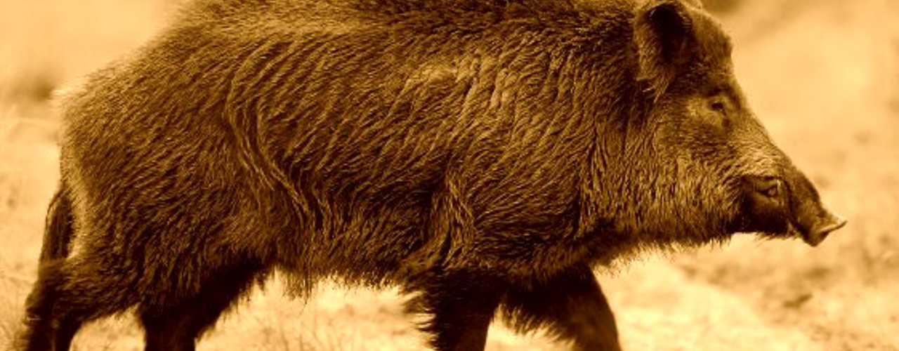 The Origin of the Wild Pig Species | Texas A&M NRI