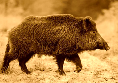 wild boar hogs