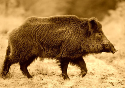 Wild Boar - Facts, Diet, Habitat & Pictures on