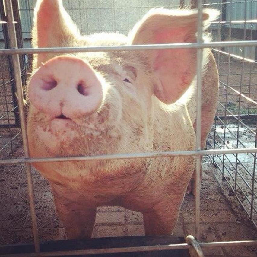 The Origin of the Wild Pig Species Was the pig created by man