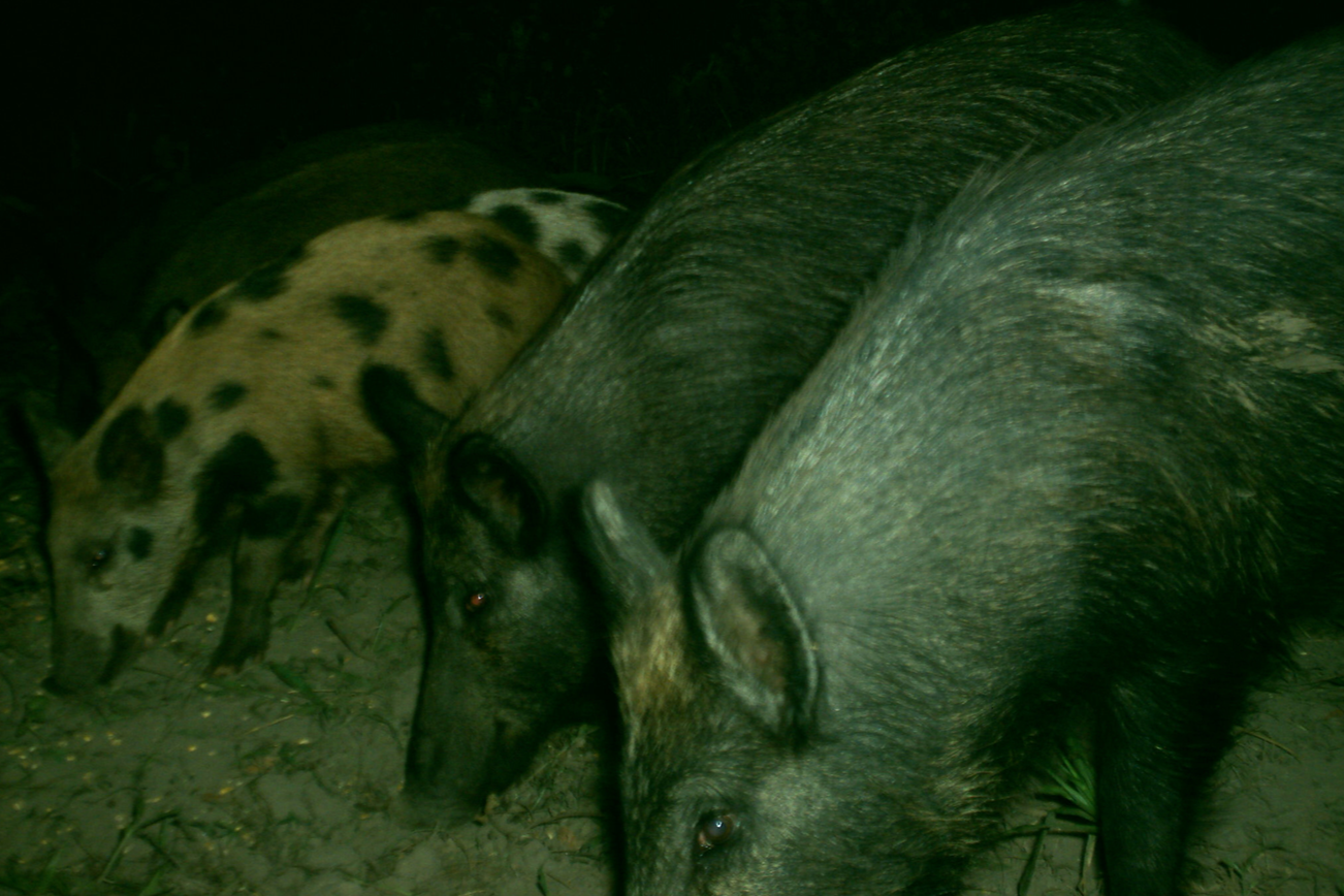 The Origin of the Wild Pig Species Was the pig created by man