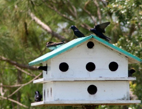 Providing Backyard Shelter for Wildlife | Texas A&M NRI Providing Backyard Shelter for Wildlife | Texas A&M NRI