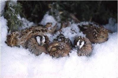 Do Quails Survive Winter?