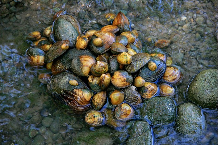 Freshwater mussels in the San Saba river by Dr. Charles Randkley