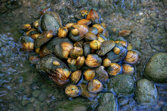 Freshwater mussels in the San Saba river by Dr. Charles Randkley