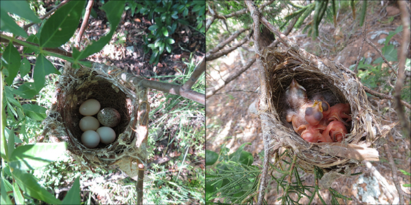 cowbird nest