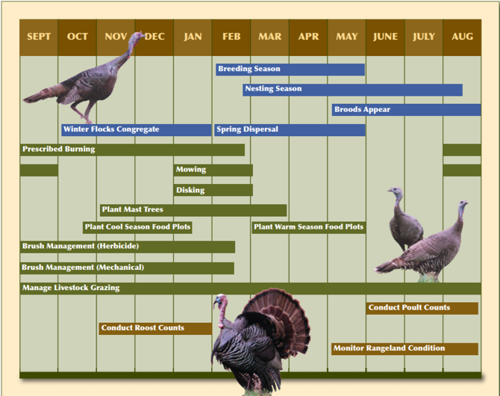 Rio Grande Wild Turkey Management In Texas Texas A M Nri