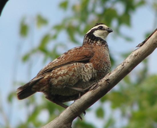 bobwhite.png