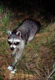 A raccoon caught in the act of nest depredation. Photo by Dr. Dale Rollins.