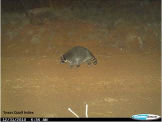 A raccoon photographed by a trail camera. Photo by Texas Quail Index.