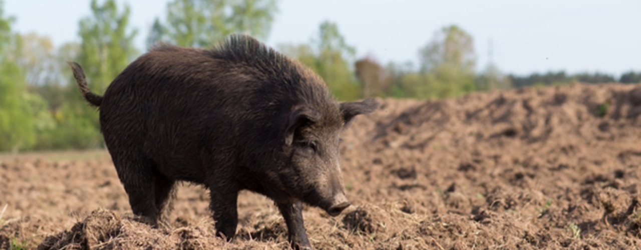 wild boar hog hunting texas