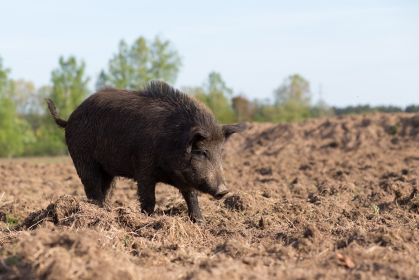 Figure 1. Prior to the new law, wild pigs had to be actively causing damage in order to be taken without a hunting license by a landowner or appointed agent of the landowner. As of May 31, 2019, no hunting license is required to hunt wild pigs on Texas private lands.