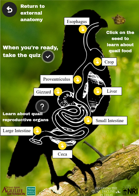 A screenshot of the Internal Anatomy page from the lesson, showing some of the major organs involved in digestion for a quail. An explanation of the function of each organ is included below.