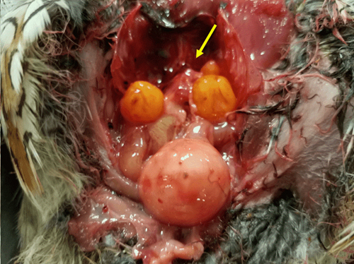 A dissection image showing a female quail’s developed ovary (indicated by a yellow arrow) and oviduct.