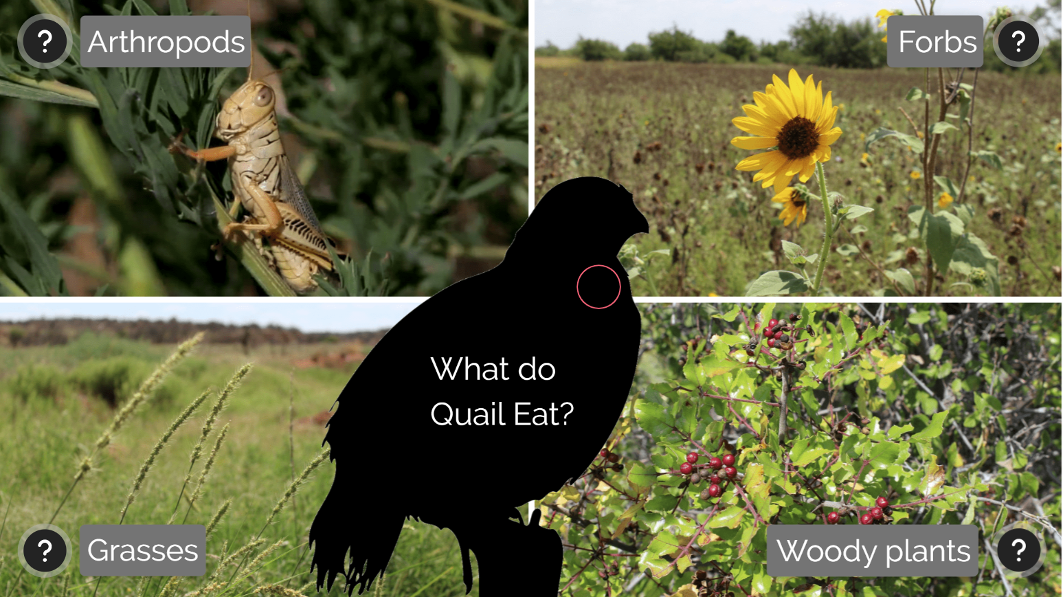 wild quail feed