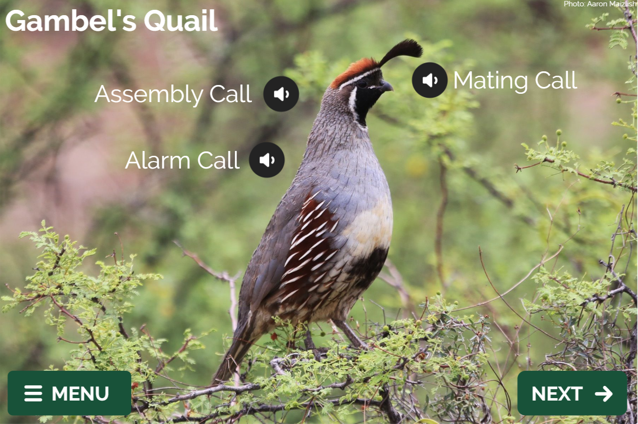 quail sound