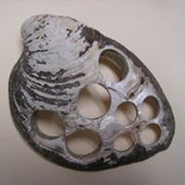 This shell has had several pearl buttons punched out. Photo courtesy of Indiana DNR.