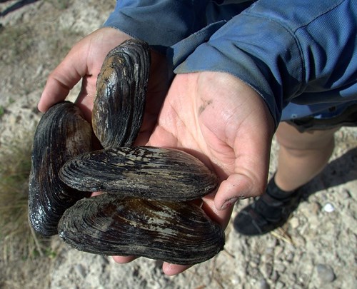 Texas Hornshell freshwater mussels. Photo courtesy of Texas A&M NRI.