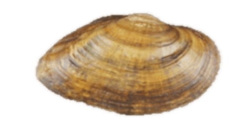 A Texas fawnsfoot mussel.