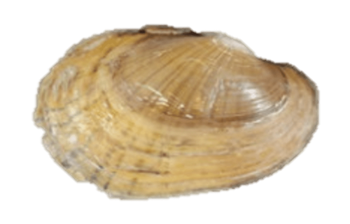 A Texas fatmucket mussel.