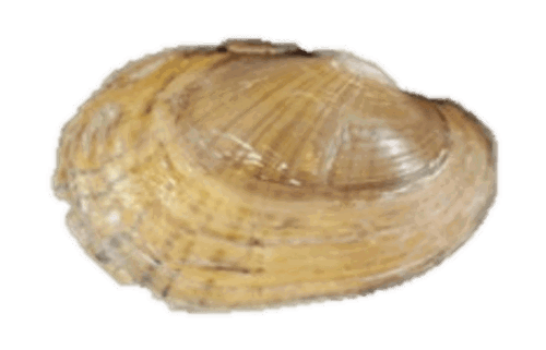 A Texas fatmucket mussel.