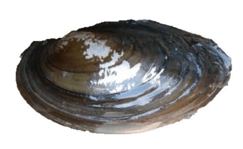 A Texas heelsplitter mussel