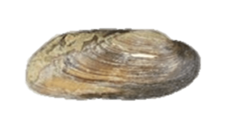 A Texas hornshell mussel.
