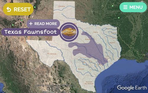 A map showing where the Texas fawnsfoot can be found.
