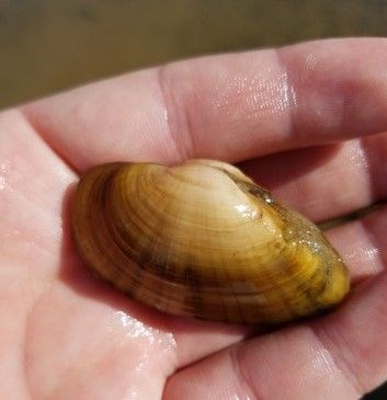 A Texas fawnsfoot mussel.