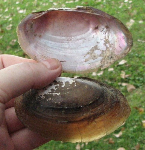 A Texas heelsplitter shell.