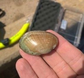 A Texas fatmucket mussel.