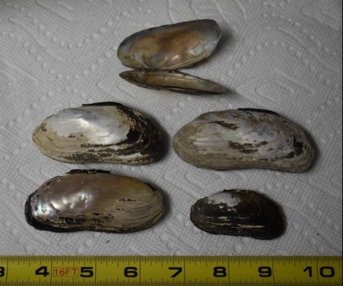 Texas hornshell mussel shells.