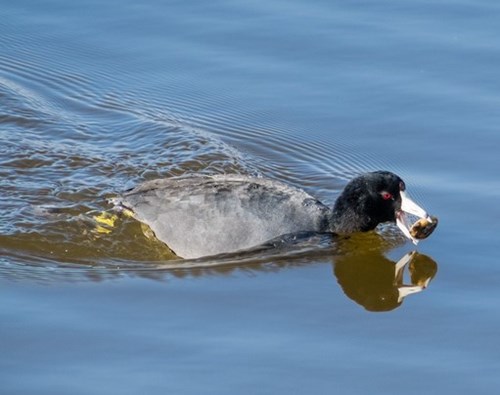 An American Coot with a mussel in its bill.