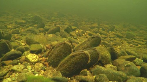 Mussels underwater, showing how algae and other organisms live or around their shells.