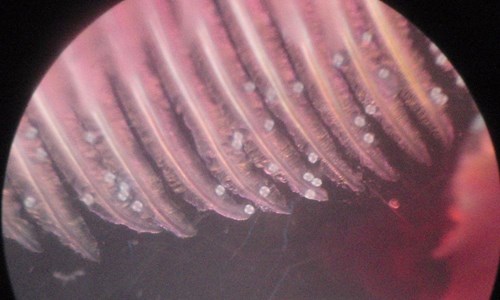 An image showing glochidia, part of the reproductive cycle of mussels.