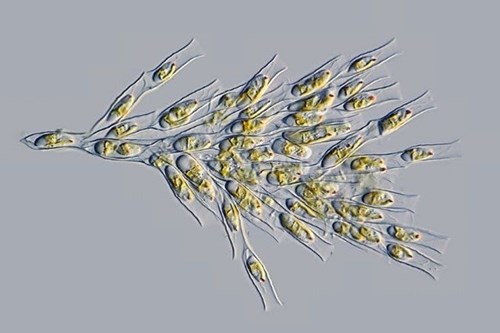 A microscopic view of golden algae.