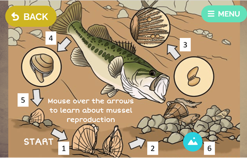 A diagram with labels indicating the steps of the mussel reproductive cycle.