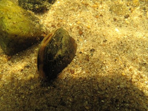 A mussel in a sandy substrate.