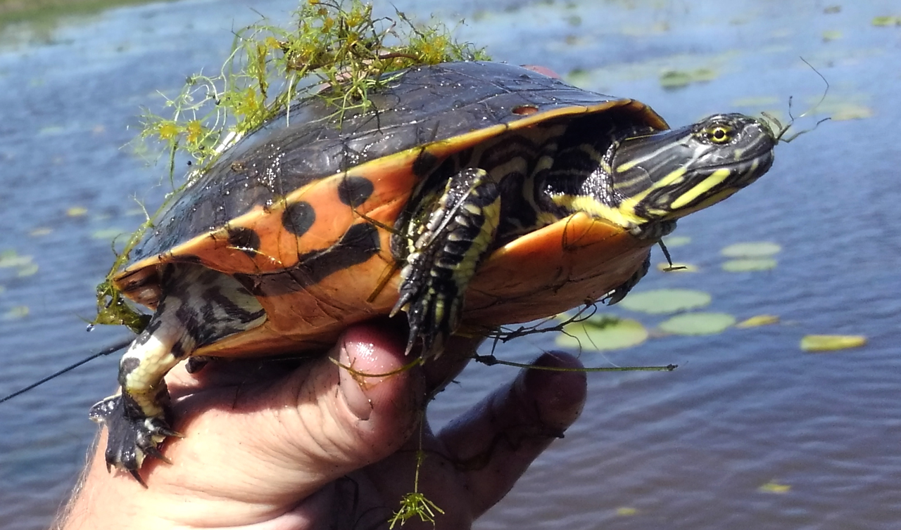 The Western Chicken Turtle Texas A M NRI   Pls Plastroncarapace 