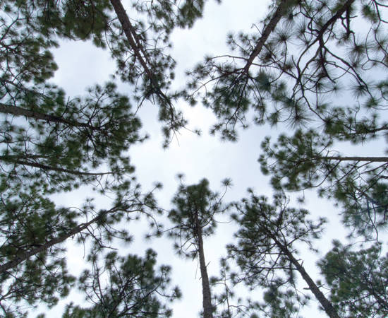GG0108_LongleafPine_04.jpg